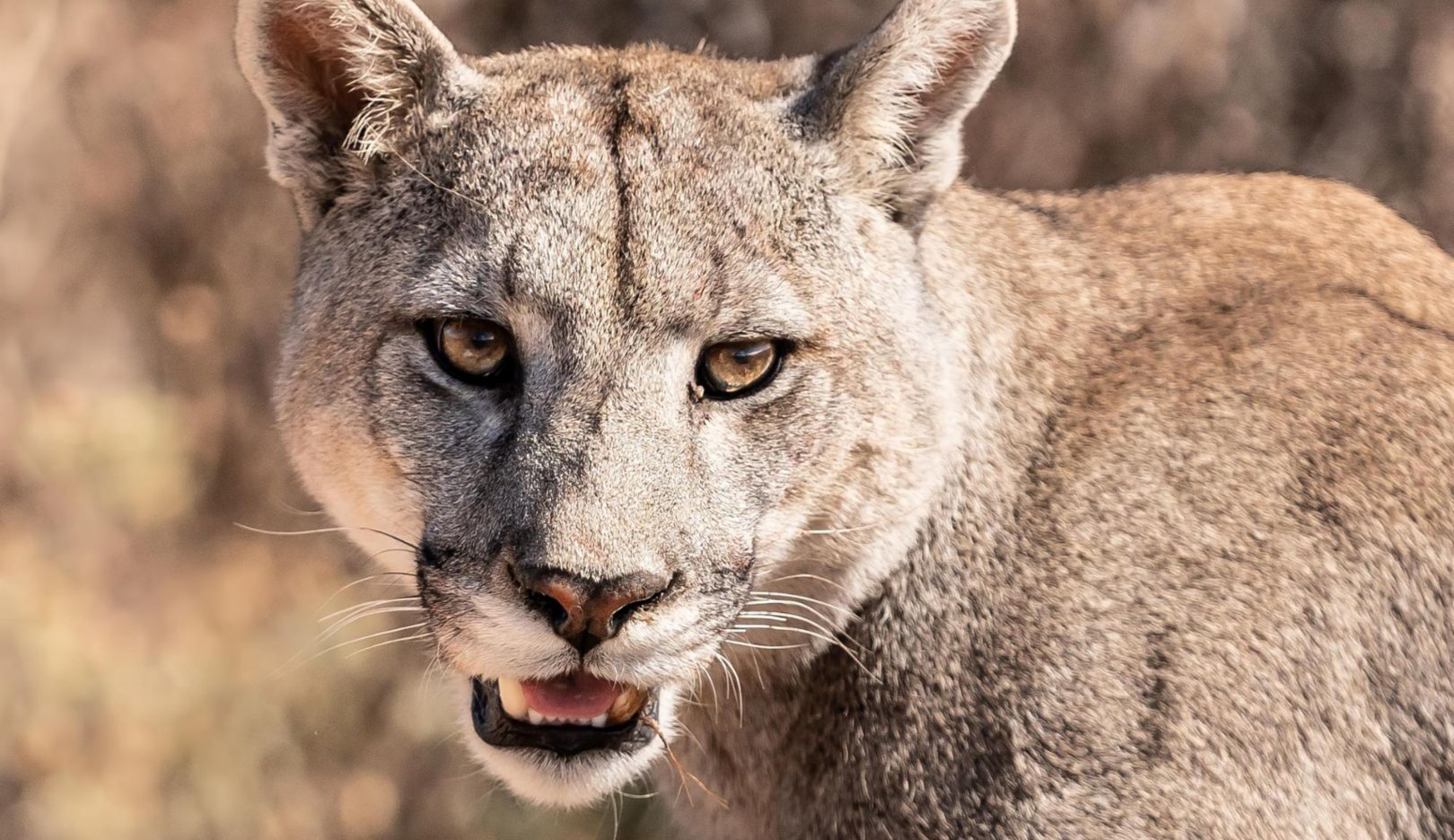 狂野大自然：旅途中，我們還偶遇了美洲獅。