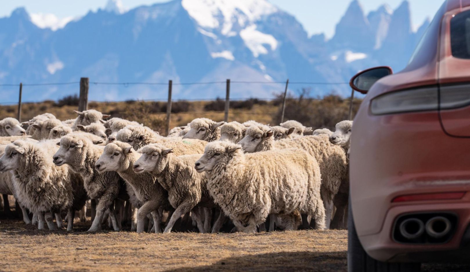 パタゴニアの羊の群れが、道を横切る。