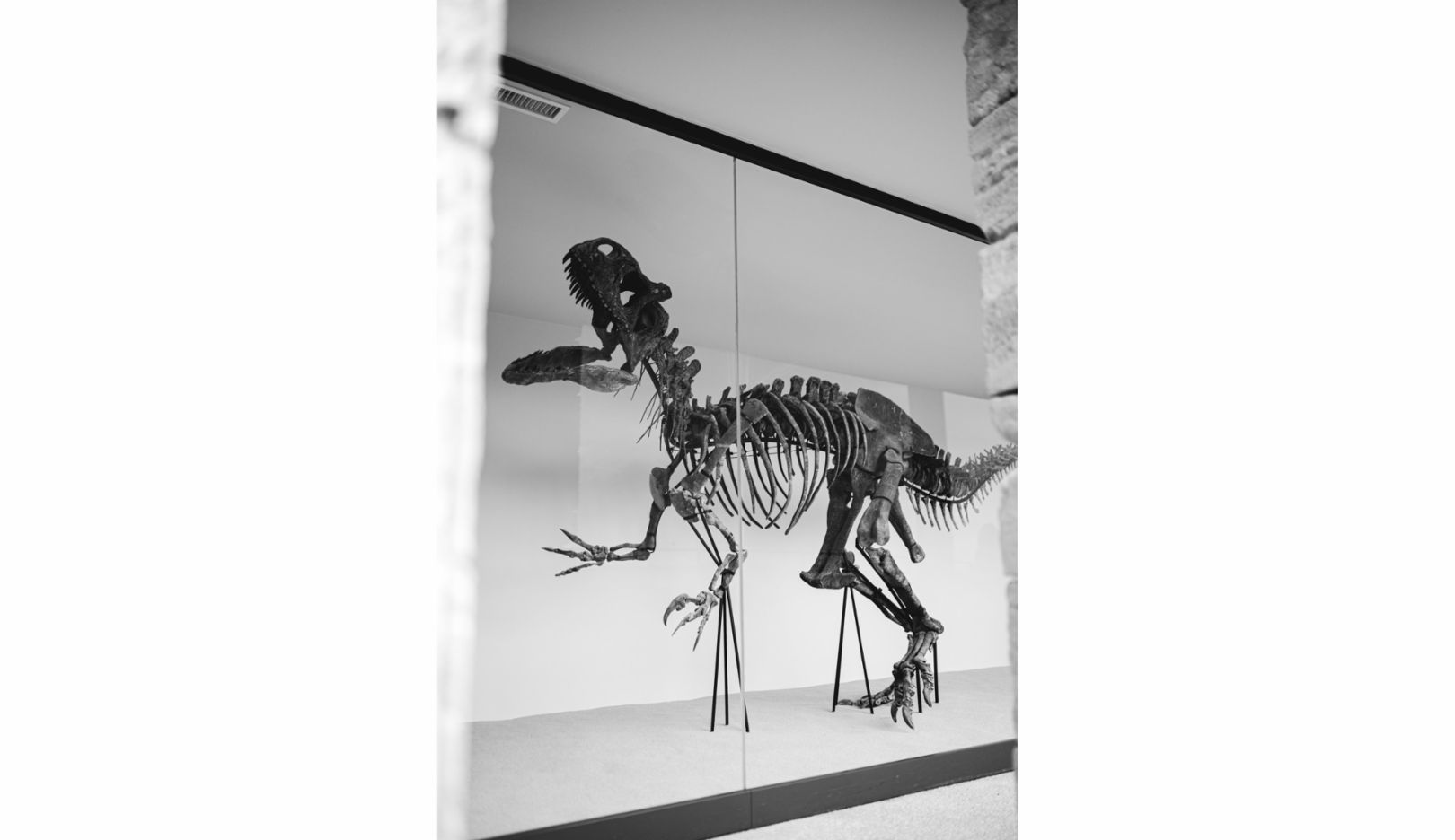 花園中還展出了一具原始的恐龍骨架。