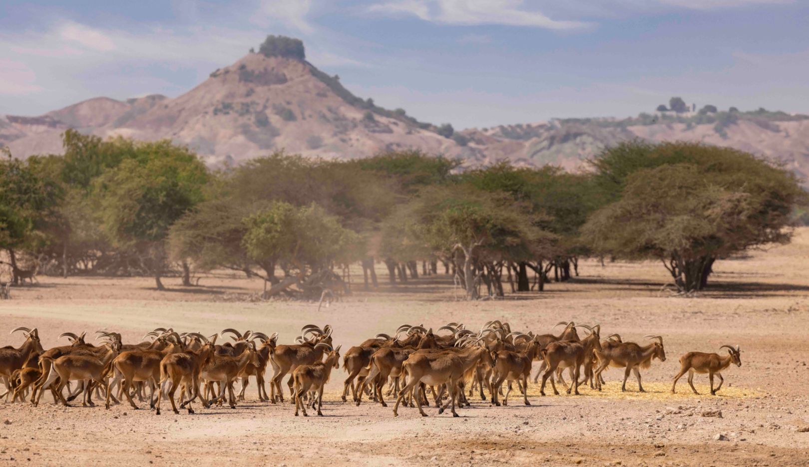 Between the desert and the mountains, we encounter native animals time and again