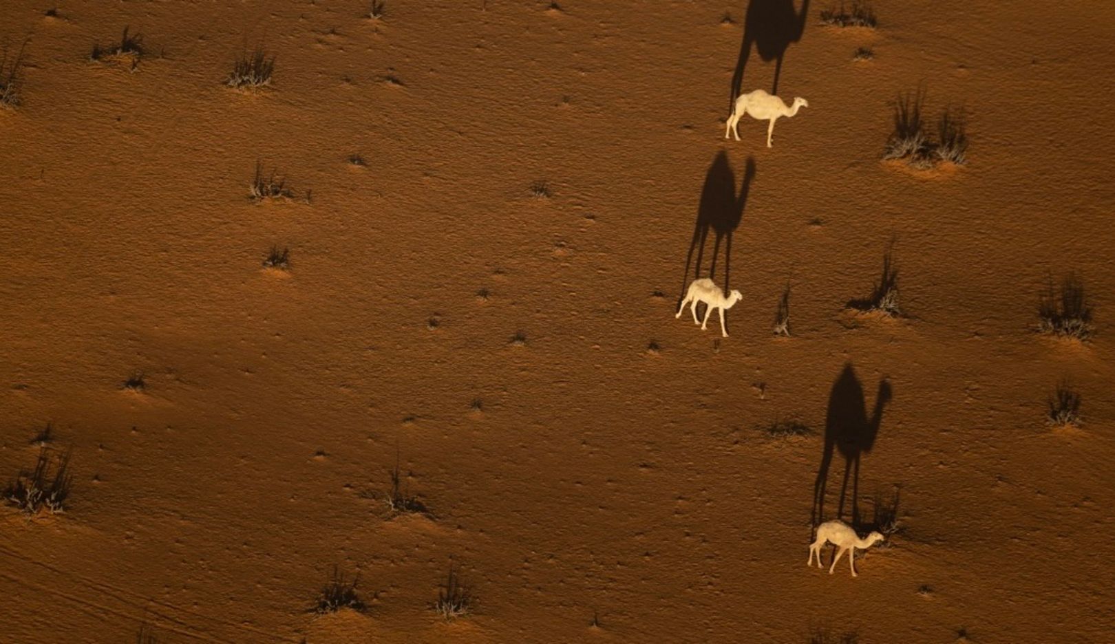 A herd of camels is a must-see on a journey through the emirates.