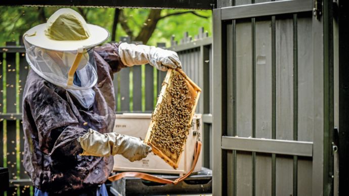 꿀벌과 인간의 소통: 